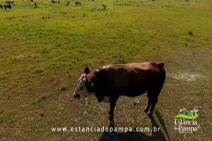 INICIO TOURO.00_01_24_26.Quadro008_da8835eb3fae876d340b2f23ea6056dc21049a29.jpg